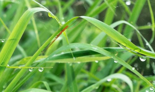 Close-up of insect on wet grass