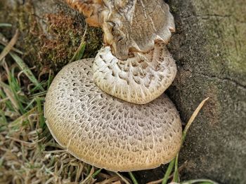 High angle view of mushroom in field