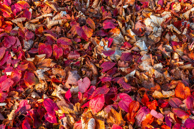 High angle view of autumn leaves