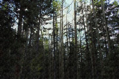 Low angle view of trees