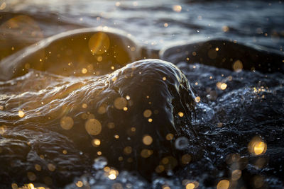 Close-up of jellyfish swimming in sea