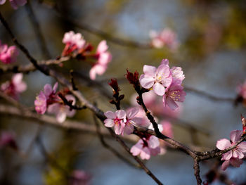 Close-up of pink cherry blossoms in spring