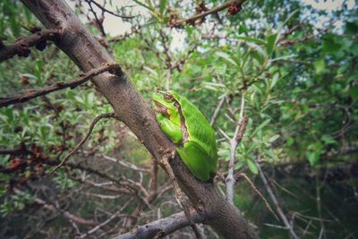 Bird perching on a tree