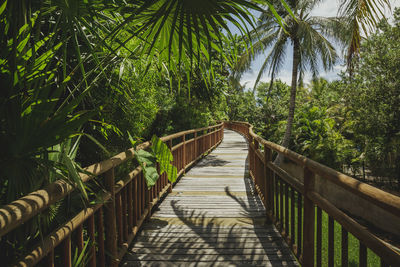 Narrow footbridge along plants and trees