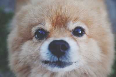 Close-up portrait of a dog