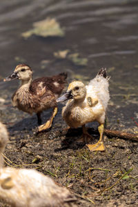 Ducks on a land