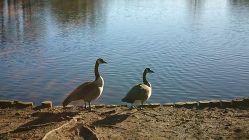 Birds by lake