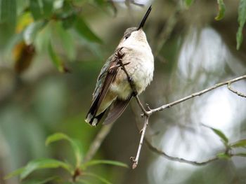 Close-up of bird perching on branch