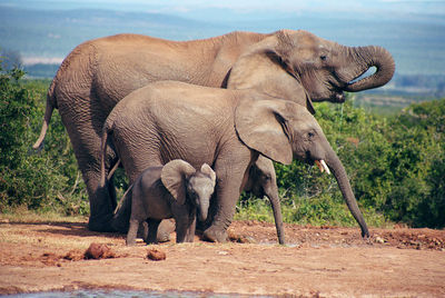 Silhouette of elephant walking on field