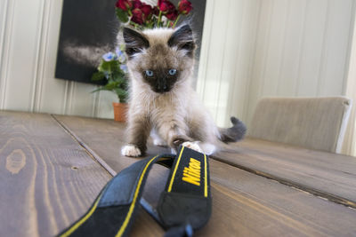 Cat sitting at home