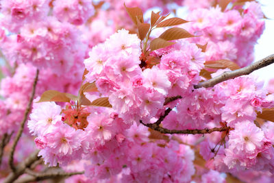 Close-up of pink flowers on tree