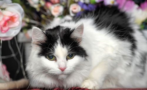 Close-up portrait of a cat