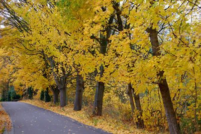 Road amidst trees in forest during autumn