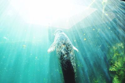 Fish swimming in sea