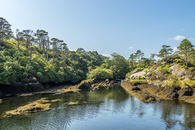 Scenic view of lake in forest against clear sky