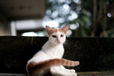 Portrait of cat sitting outdoors