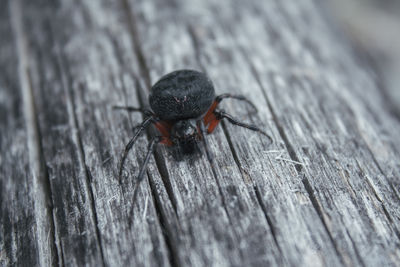 Close-up of spider on wood