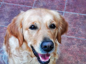 Close-up portrait of golden retriever