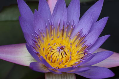 Close-up of purple water lily