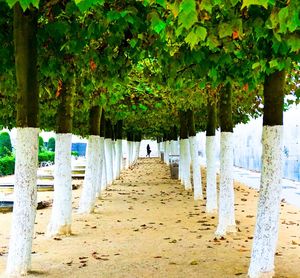 View of trees in row