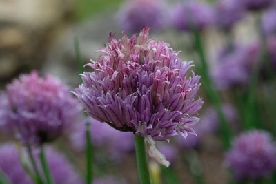 Close-up of pink flowers