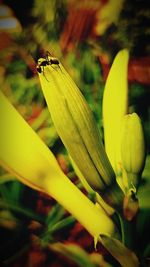 Close-up of flower