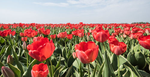 Close-up of red tulips growing on field against sky