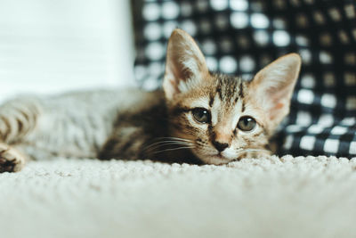 Close-up portrait of kitten relaxing on bed