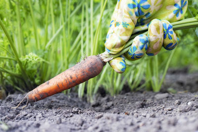 Cropped hand of man holding plant