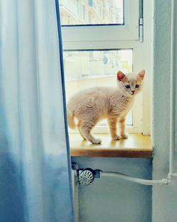 Cute, little british kitten standing on the sunny window sill inside