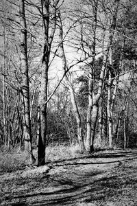 Bare trees in forest