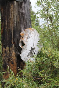 Close-up of animal skull on tree trunk