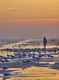 Rear view of woman standing at beach against sky during sunset