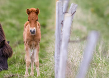 Young colt horse on field near a fence