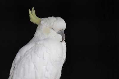 Close-up of parrot