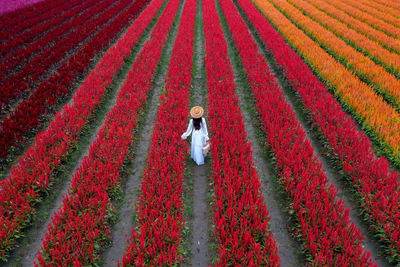 High angle view of woman walking in flowering field