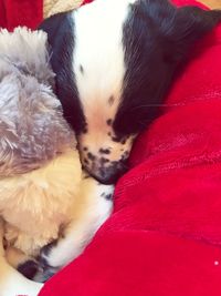 Portrait of dog relaxing on bed