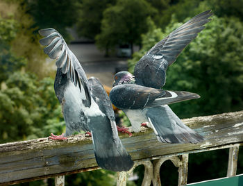 View of birds flying against wooden post