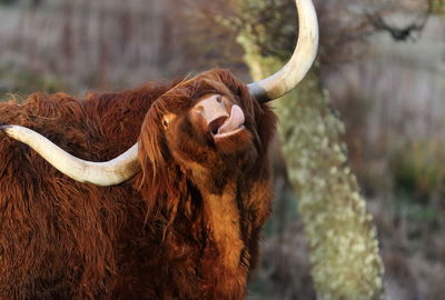 Close-up of cow