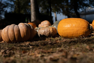 Close-up of pumpkins on field