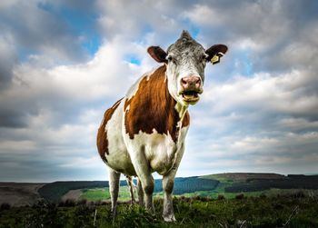 Portrait of cow standing on field against sky