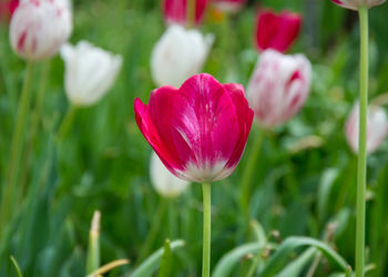 Close-up of red tulip flower on field