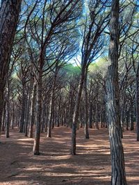 Trees in forest