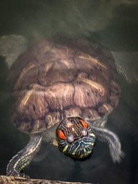 Close-up of turtle in the sea