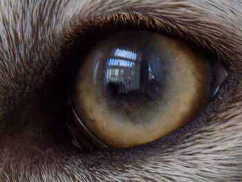 Extreme close up of human eye