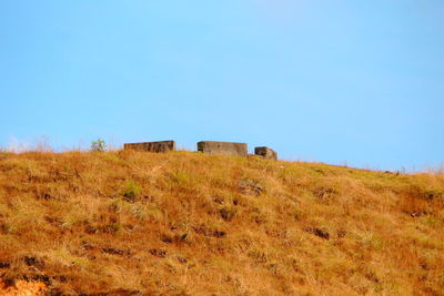 Scenic view of field against clear blue sky