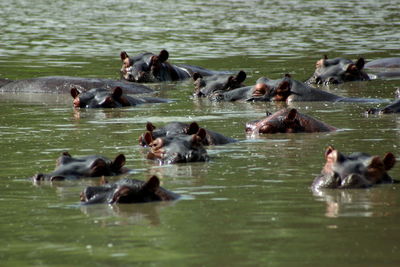 View of birds in water