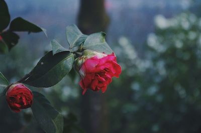 Close-up of red rose