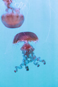 Close-up of jellyfish swimming in sea