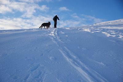 Dog on snow covered land